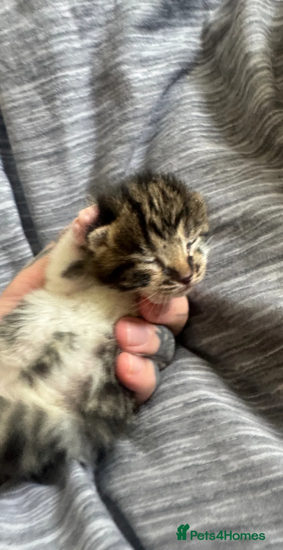 British Shorthair cats for sale: British shorthair kitten  - Advert 2