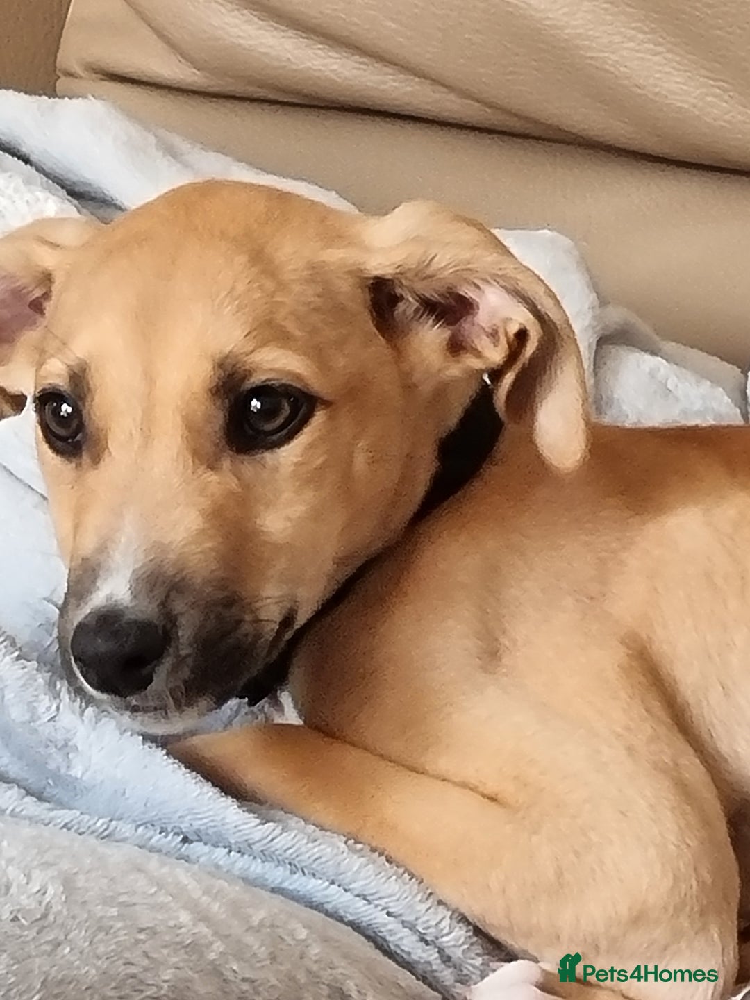 Mixed Breed dogs for sale: Woody  - Image 4
