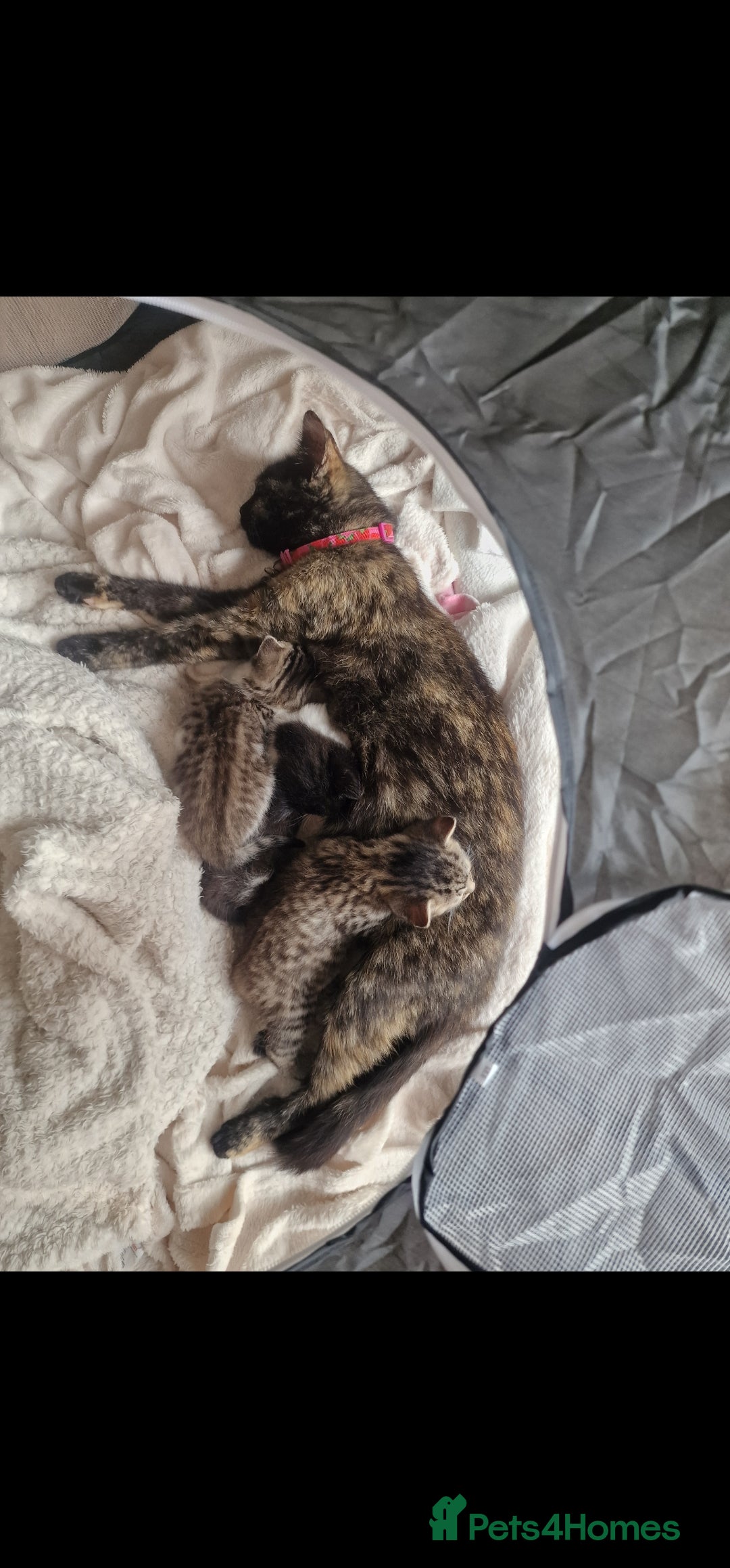 Mixed Breed cats for sale: Unique kittens for sale - Image 5
