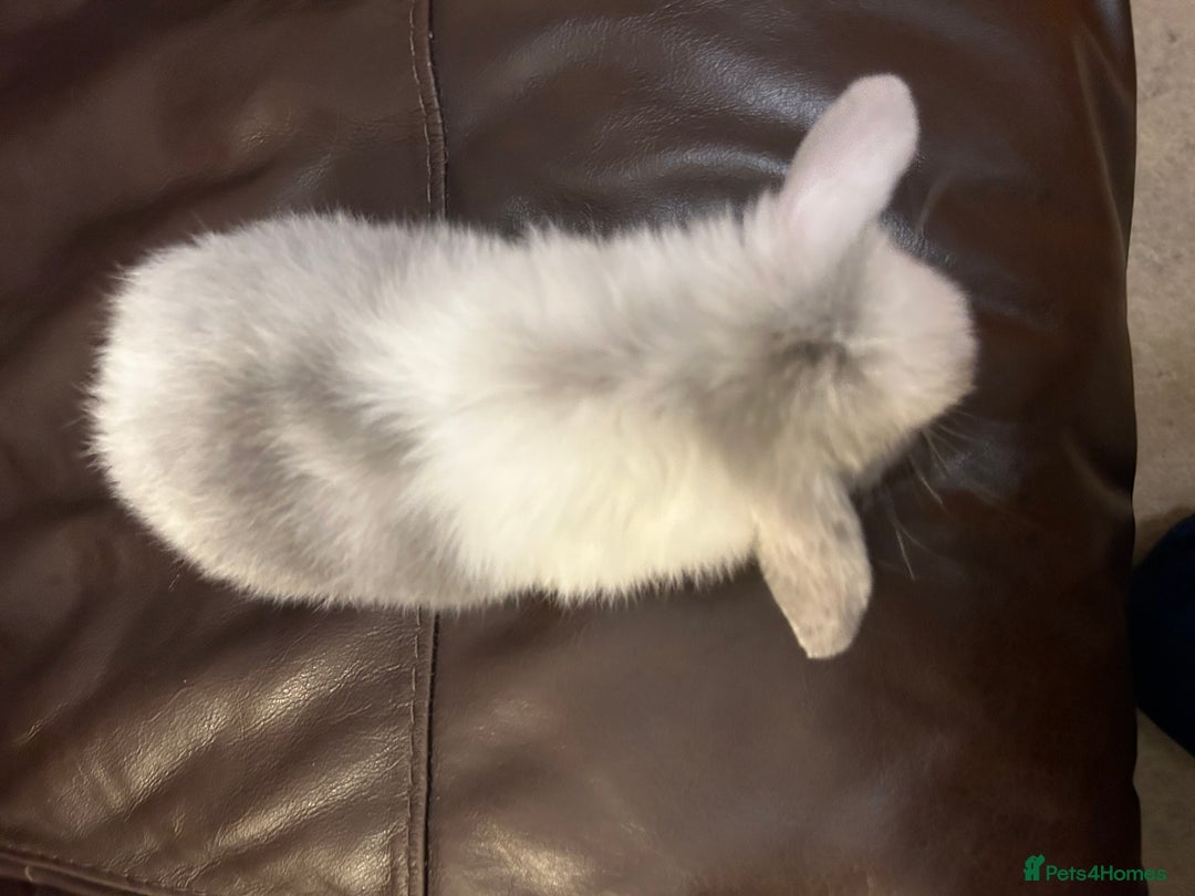Mini Lop rabbits for sale: Lovely baby minilops for sale  - Image 19