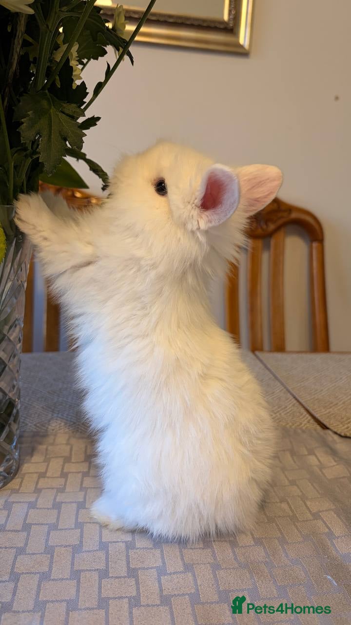 Mixed Breed rabbits White rabbits  - Advert 1