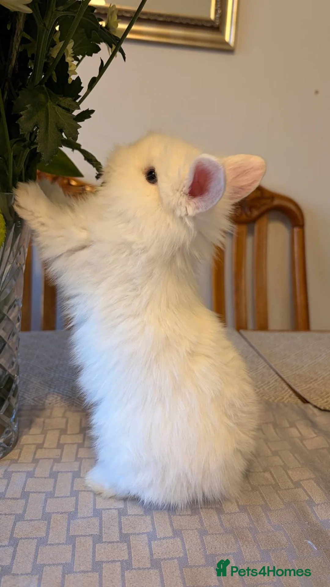 Mixed Breed rabbits for sale: White rabbits  in Coalville - Advert 1