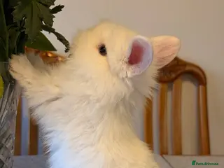Mixed Breed rabbits White rabbits - Advert 1
