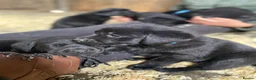 Labrador Retriever dogs for sale: Beautiful Black Labrador Puppies - Advert 5