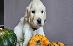 Golden Retriever dogs for sale: Outstanding Kc registered Golden Retriever babies  - Image 26