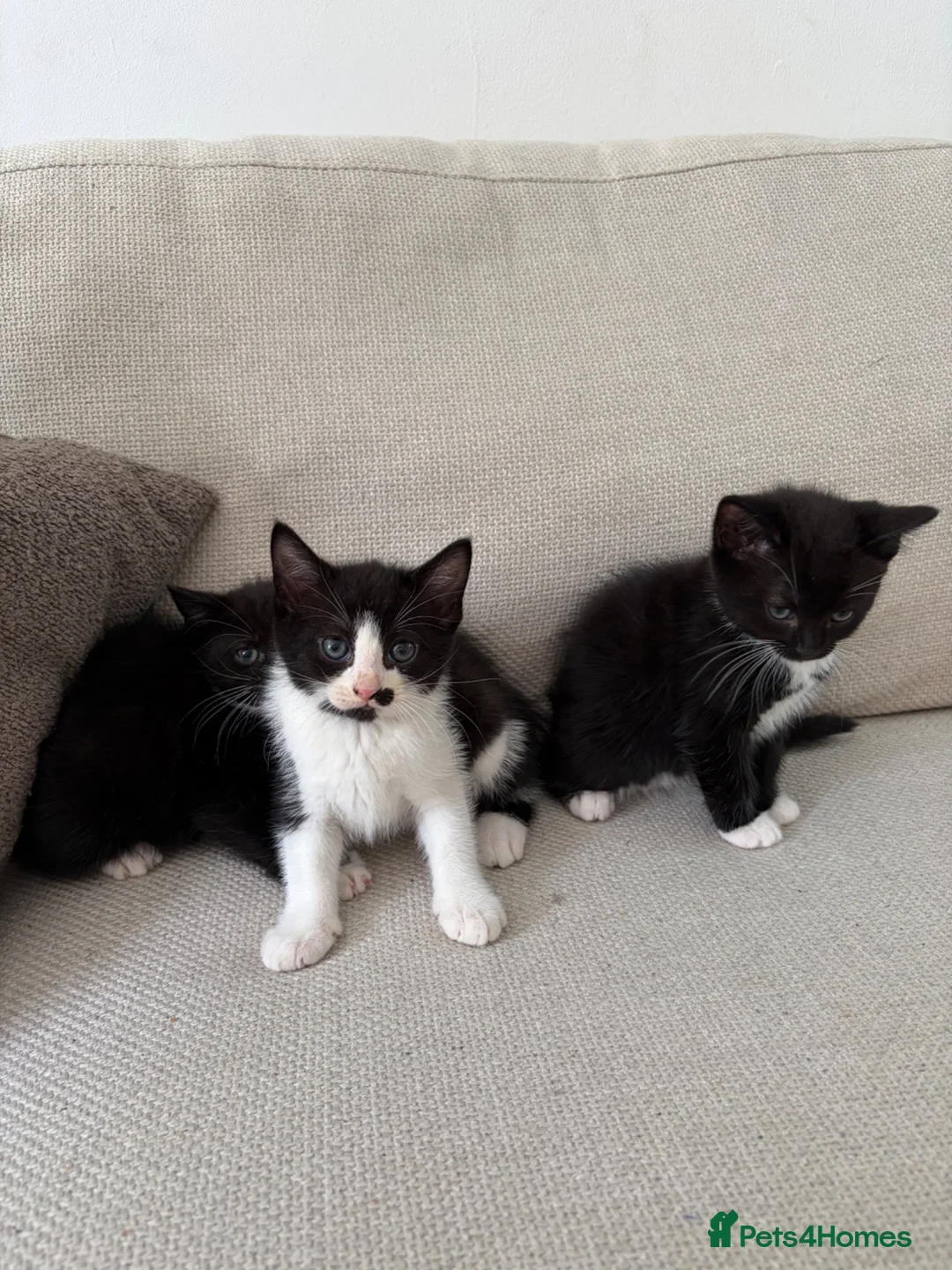 Mixed Breed cats for sale: Mixed BombayxRagdoll  - Advert 5