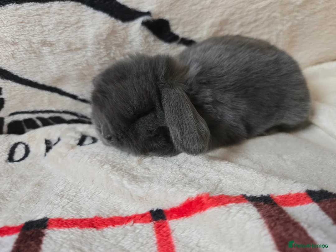Mini Lop rabbits for sale: Absolutely stunning mini lop bunnies  - Advert 21