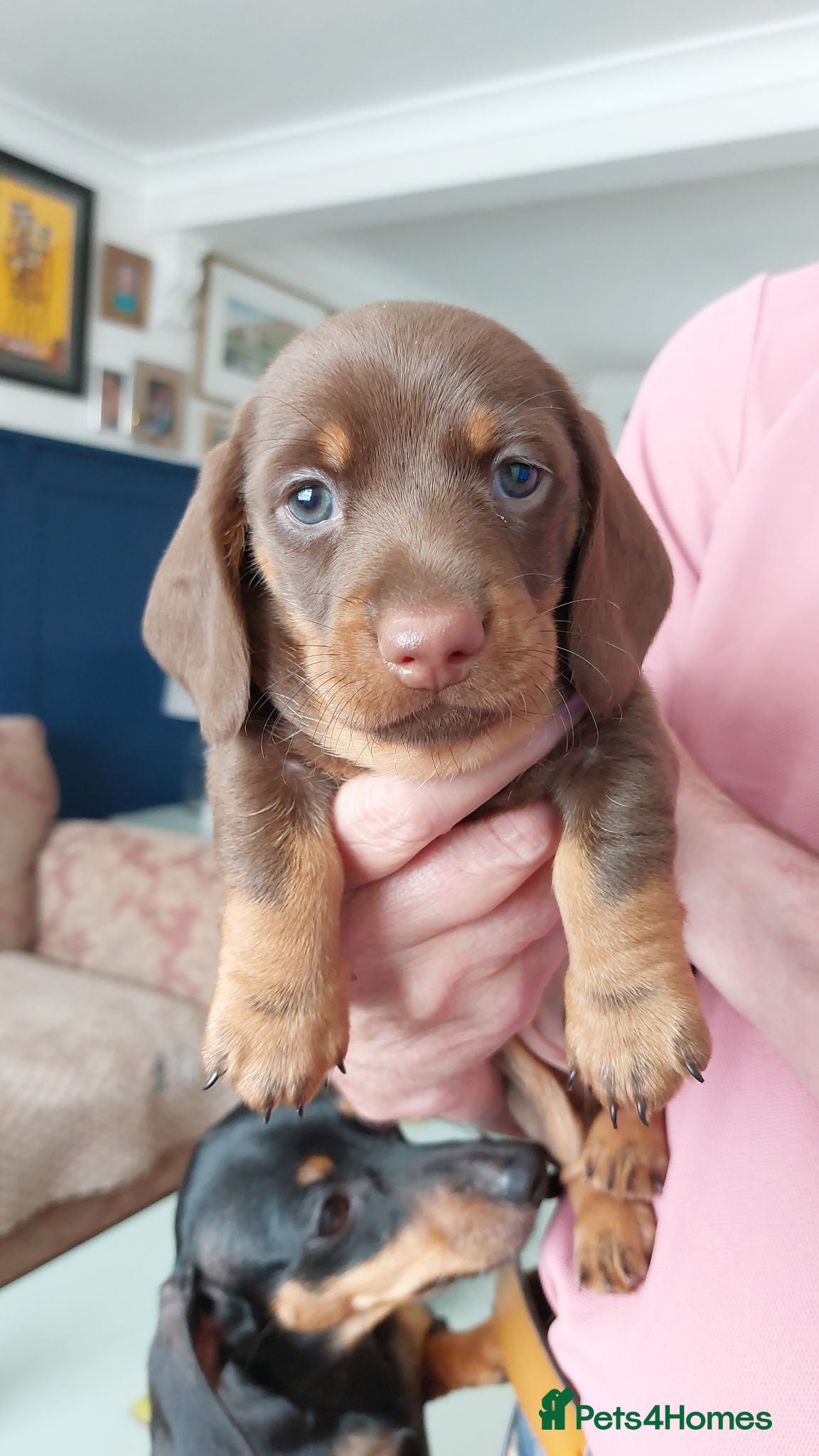 Miniature Dachshund dogs Beautiful Miniture Dachshund Babies - Advert 7