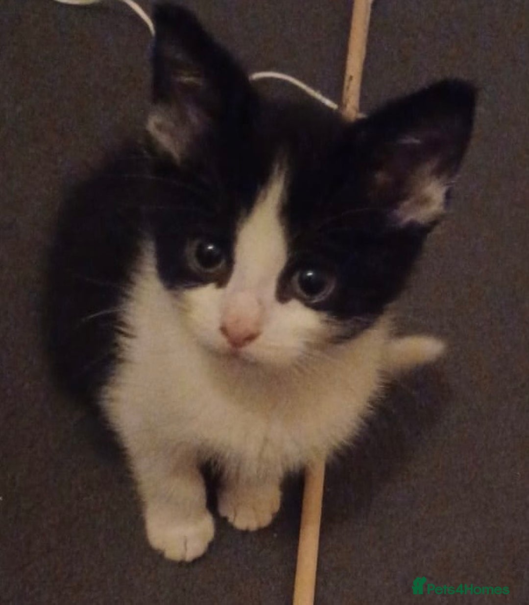 Mixed Breed cats for sale: Nico is looking for a forever home - Advert 1