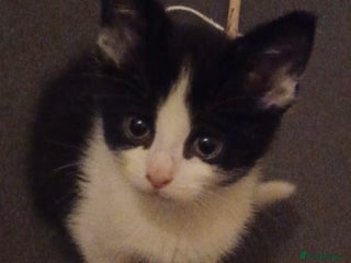 Mixed Breed cats Nico is looking for a forever home - Advert 1