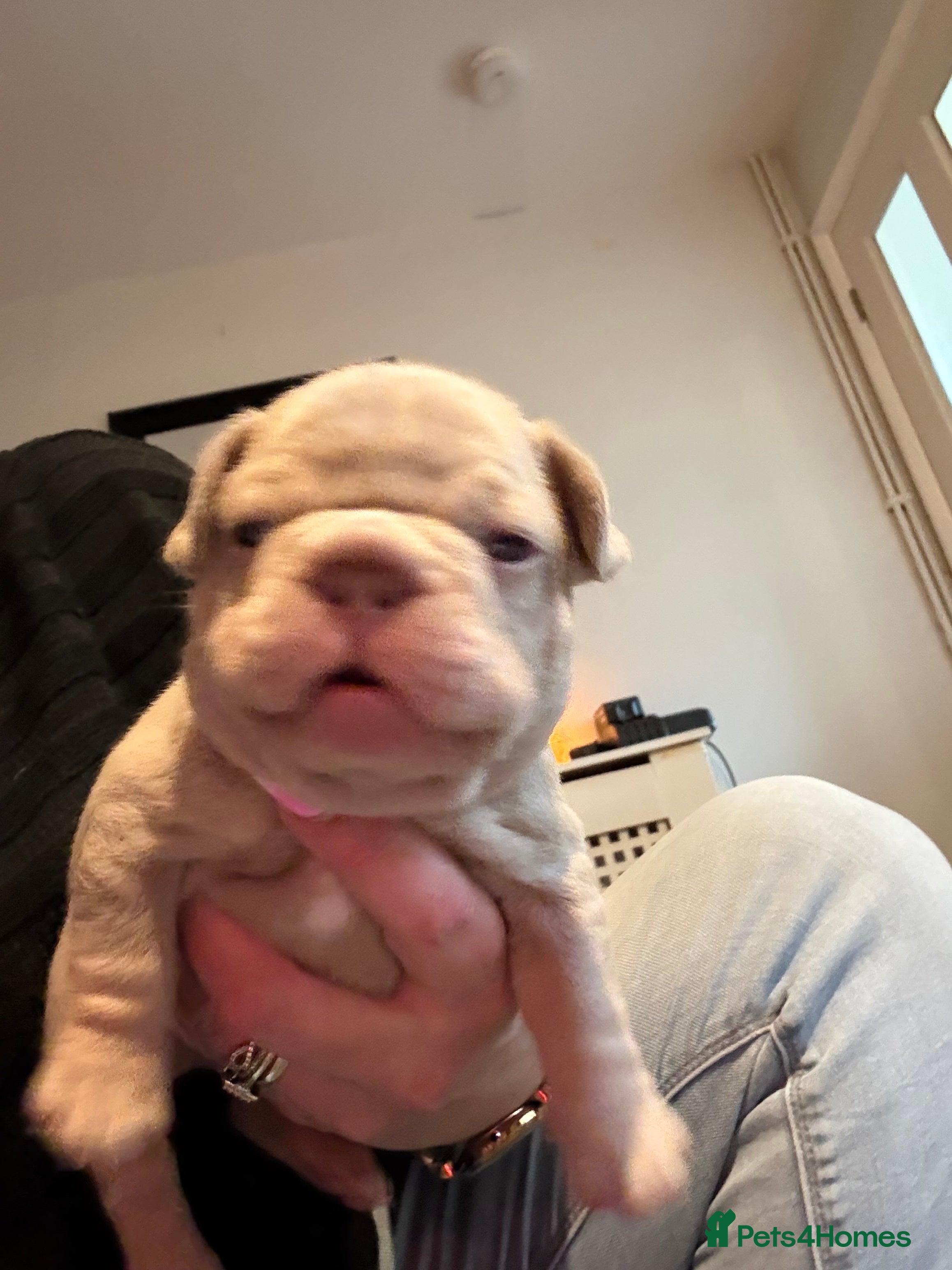 French Bulldog dogs K C registered beautiful French bulldogs  - Advert 9