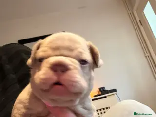 French Bulldog dogs K C registered beautiful French bulldogs - Advert 9