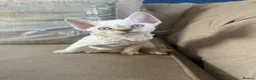 Devon Rex cats for sale: Beautiful GCCF Registered Devon Rex Kittens 🩷 in Leicester - Advert 7