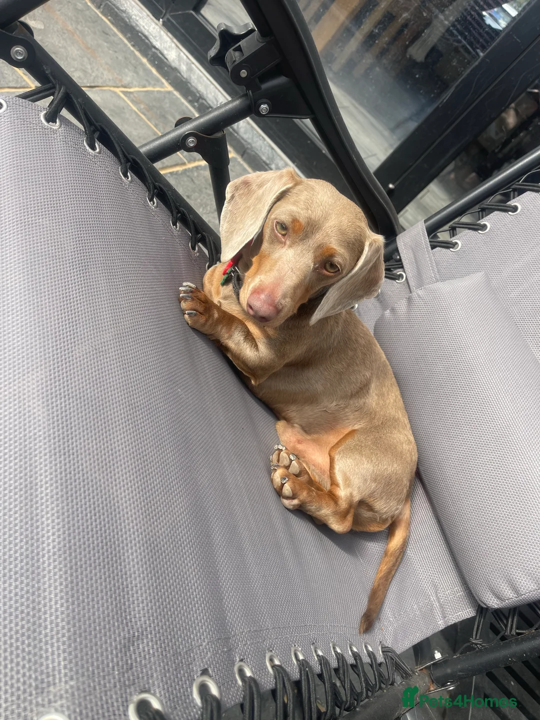 Miniature Dachshund dogs for stud: Milo “Gre Cyrus” in Newport - Advert 8