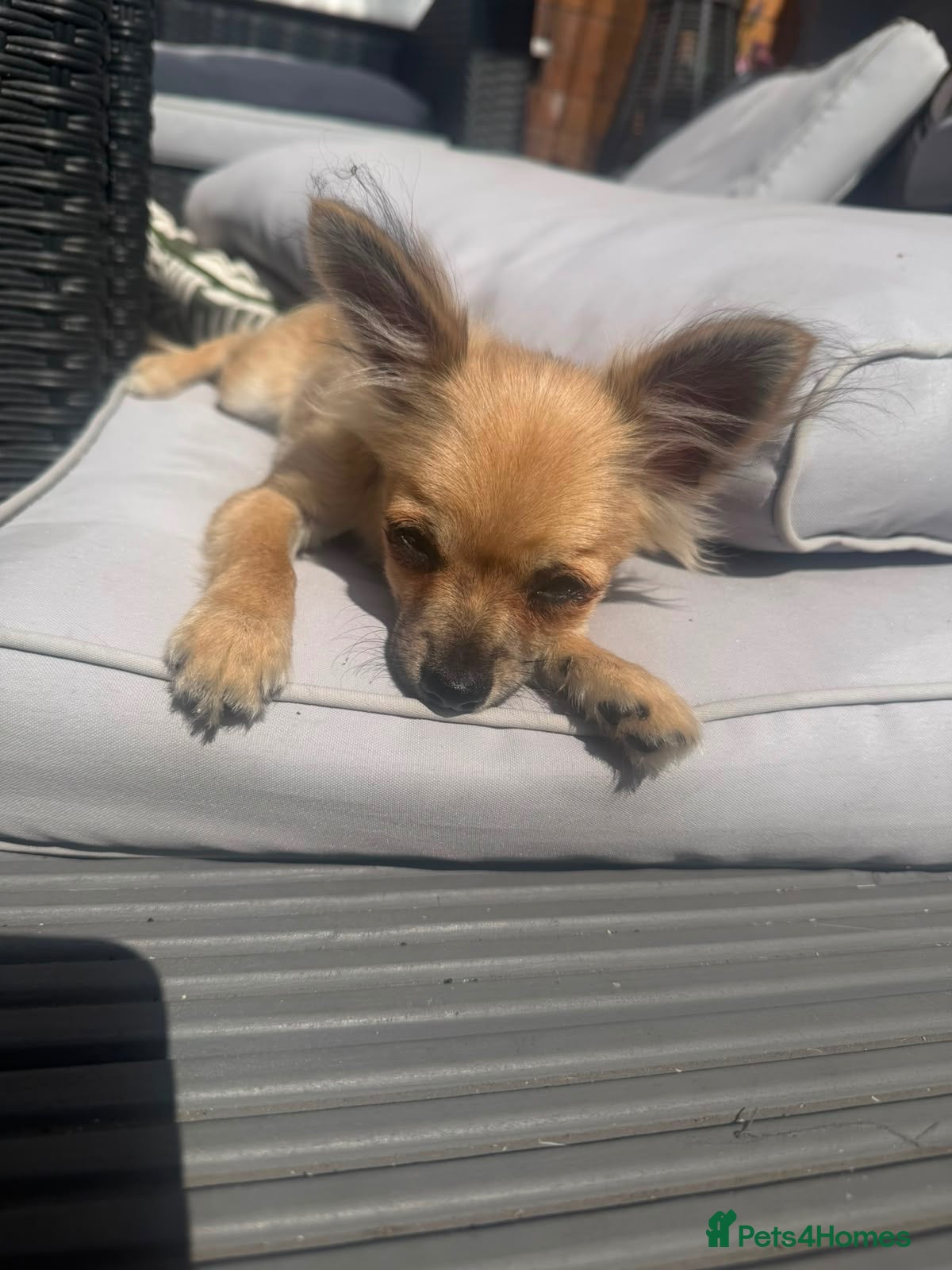 Chihuahua dogs 4 month old long haired male Chihuahua.  - Advert 11
