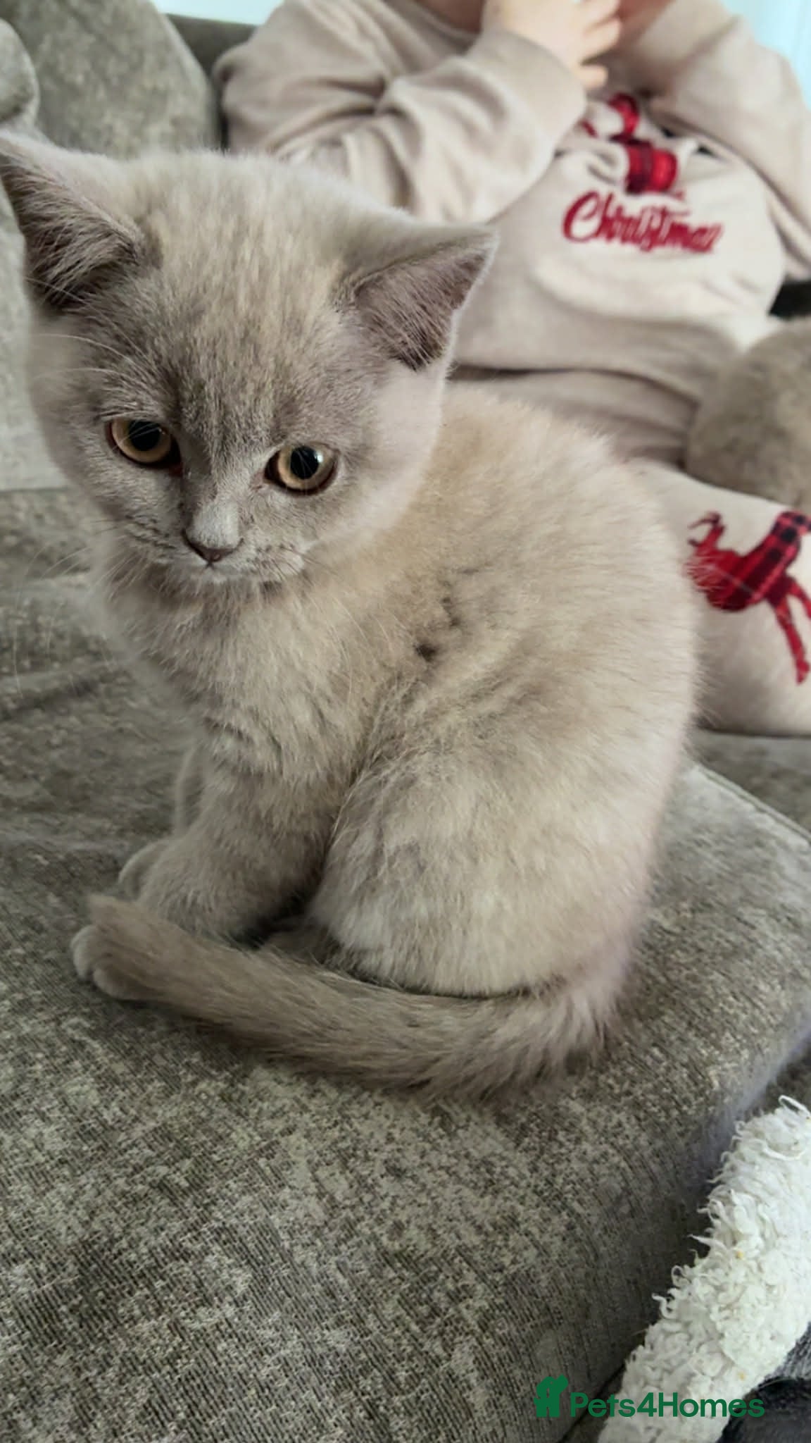 British Shorthair cats X2 British short haired  - Advert 5