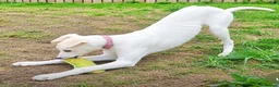 Saluki dogs for sale: 3/4 Saluki bitch pup, fantastic linage  - Advert 8