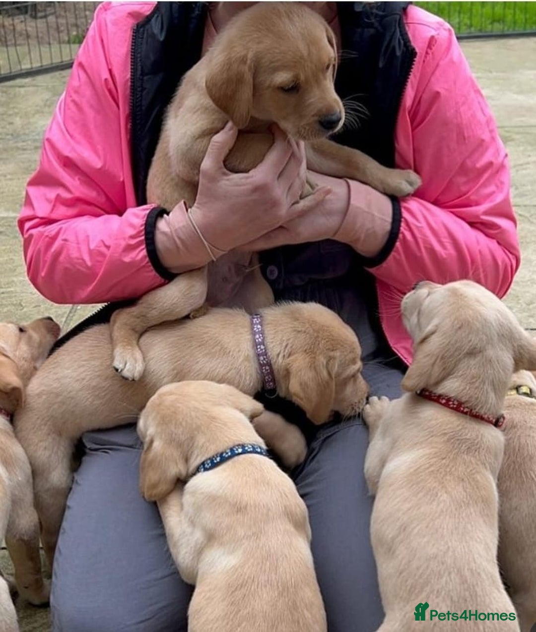 Labrador Retriever dogs for sale: Labrador puppys - Image 4