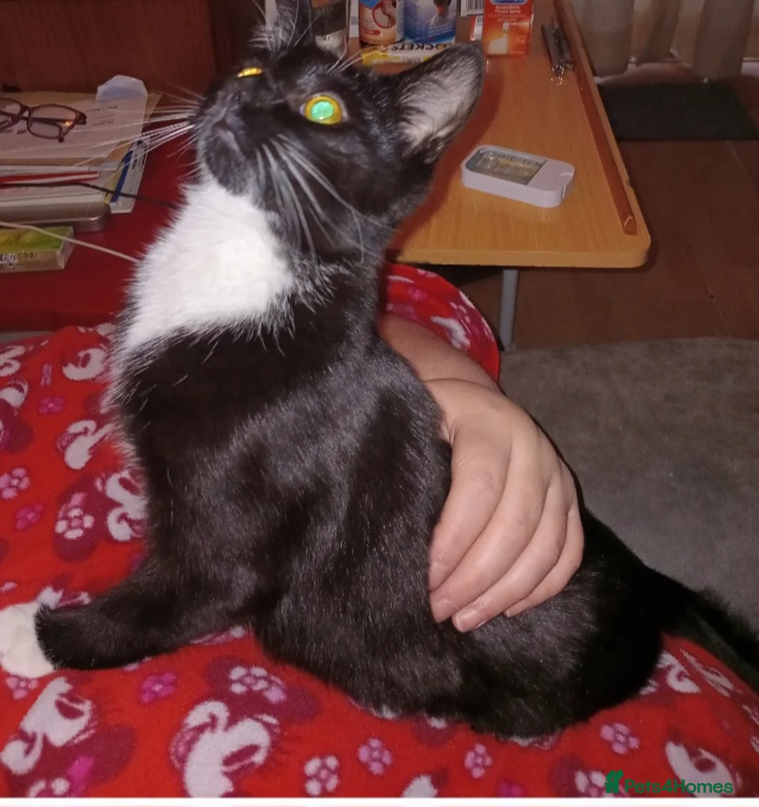 Domestic Shorthair cats for sale: Tootsie - Advert 2