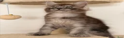 Maine Coon cats for sale: MaineCoon World Champion Bloodlines/London  - Advert 11