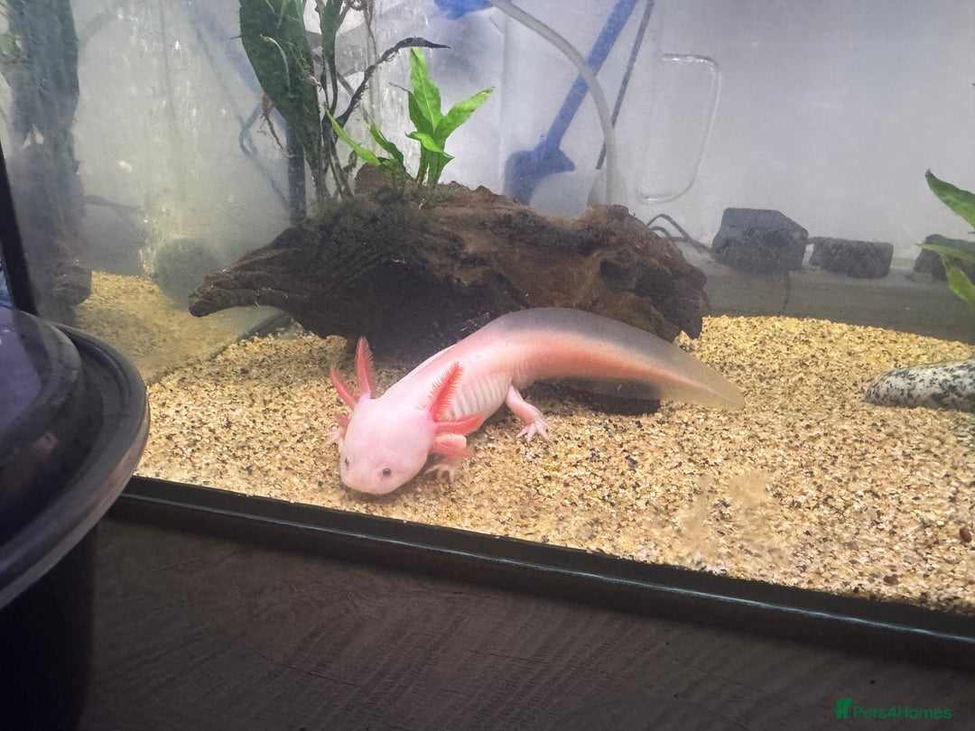 Axolotl reptiles for sale: Axolotl & Tank Set Up - Image 3
