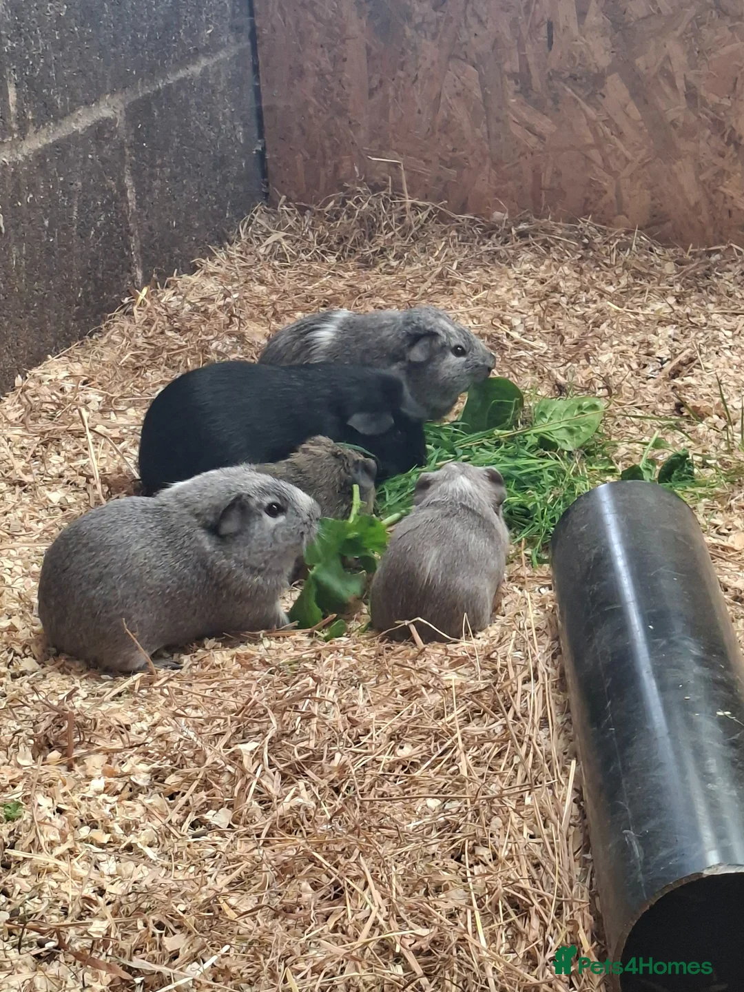 Guinea Pig rodents for sale: Stunning boars and sows ready now - Advert 8