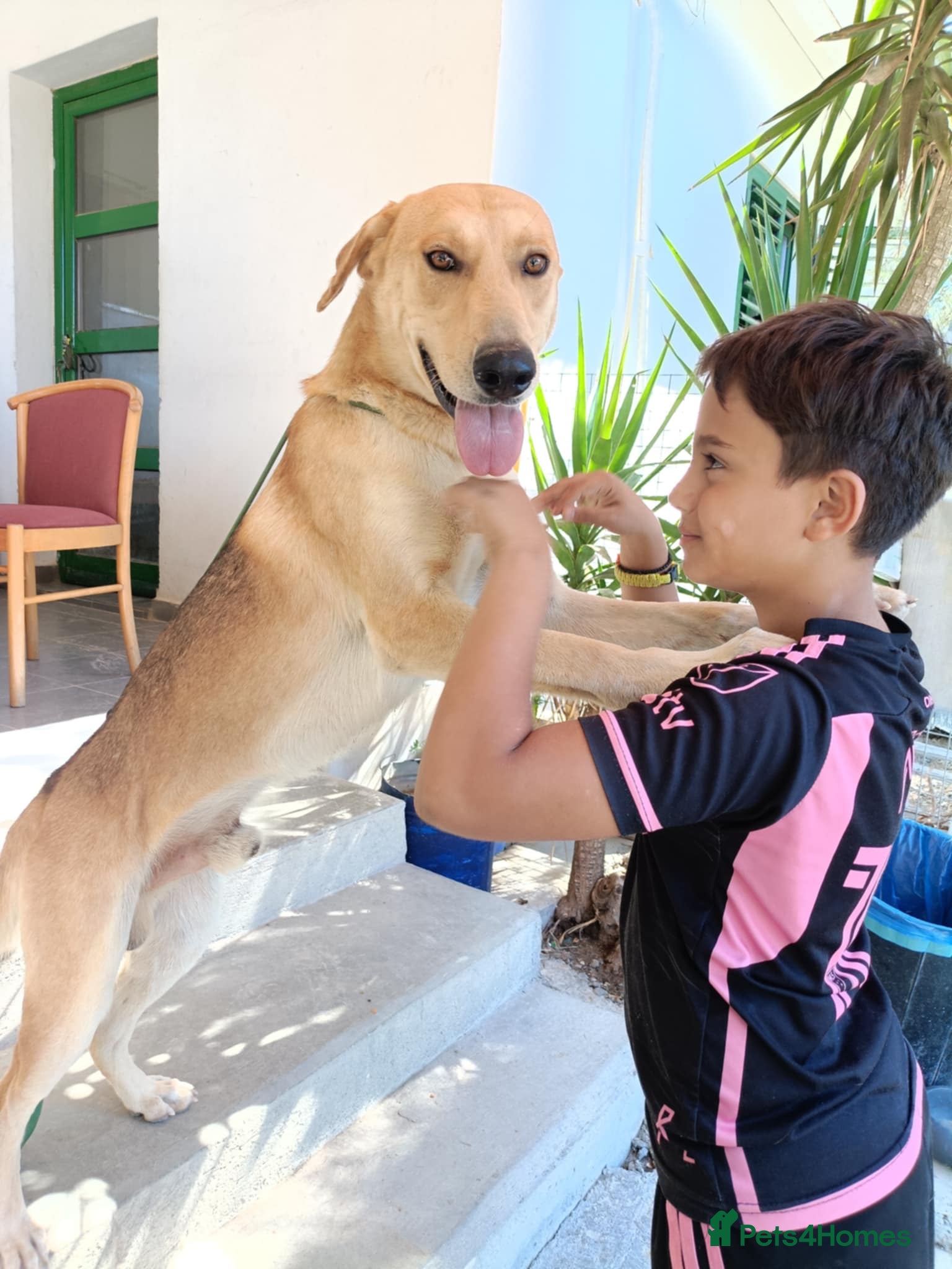 Mixed Breed dogs Simon needs a forever home or foster - Advert 2