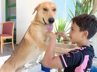 Mixed Breed dogs Simon needs a forever home or foster - Advert 2