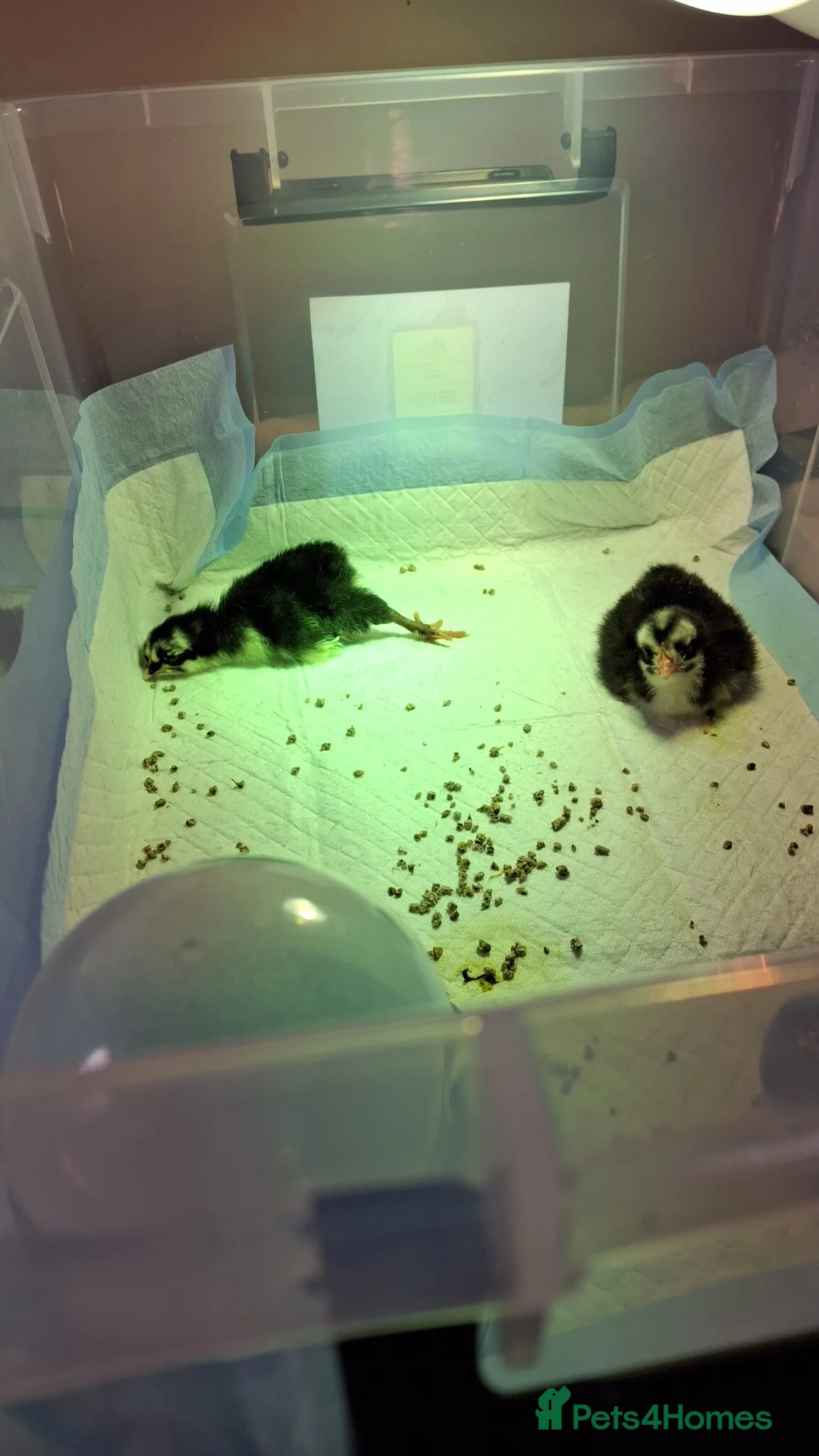 Chickens poultry for sale: 2 chicks - Advert 5