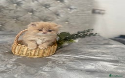 Persian cats for sale: white and orange cream Persians - Image 1