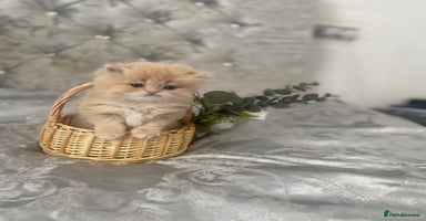 Persian cats - Advert 7