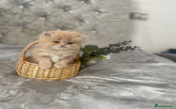 Persian cats for sale - Advert 1