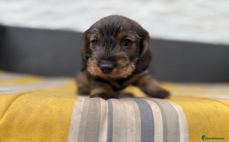 Miniature Dachshund dogs - Advert 6
