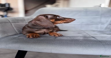 Dachshund dogs KC Registered, PRA Clear !!! Dachshund Miniature  - Advert 8