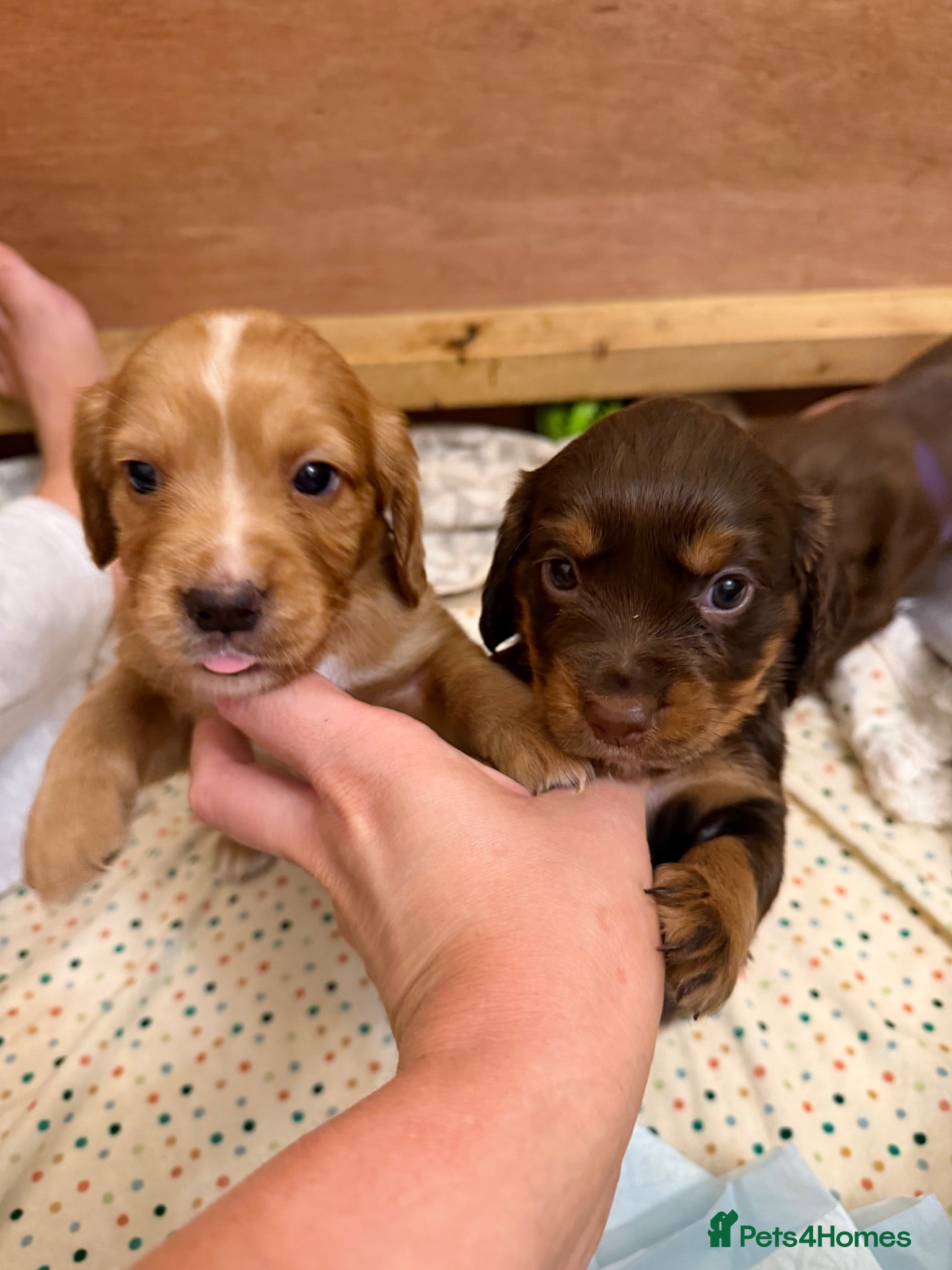 Cocker Spaniel dogs Stunning pedigree working cocker spaniel puppies  - Advert 1