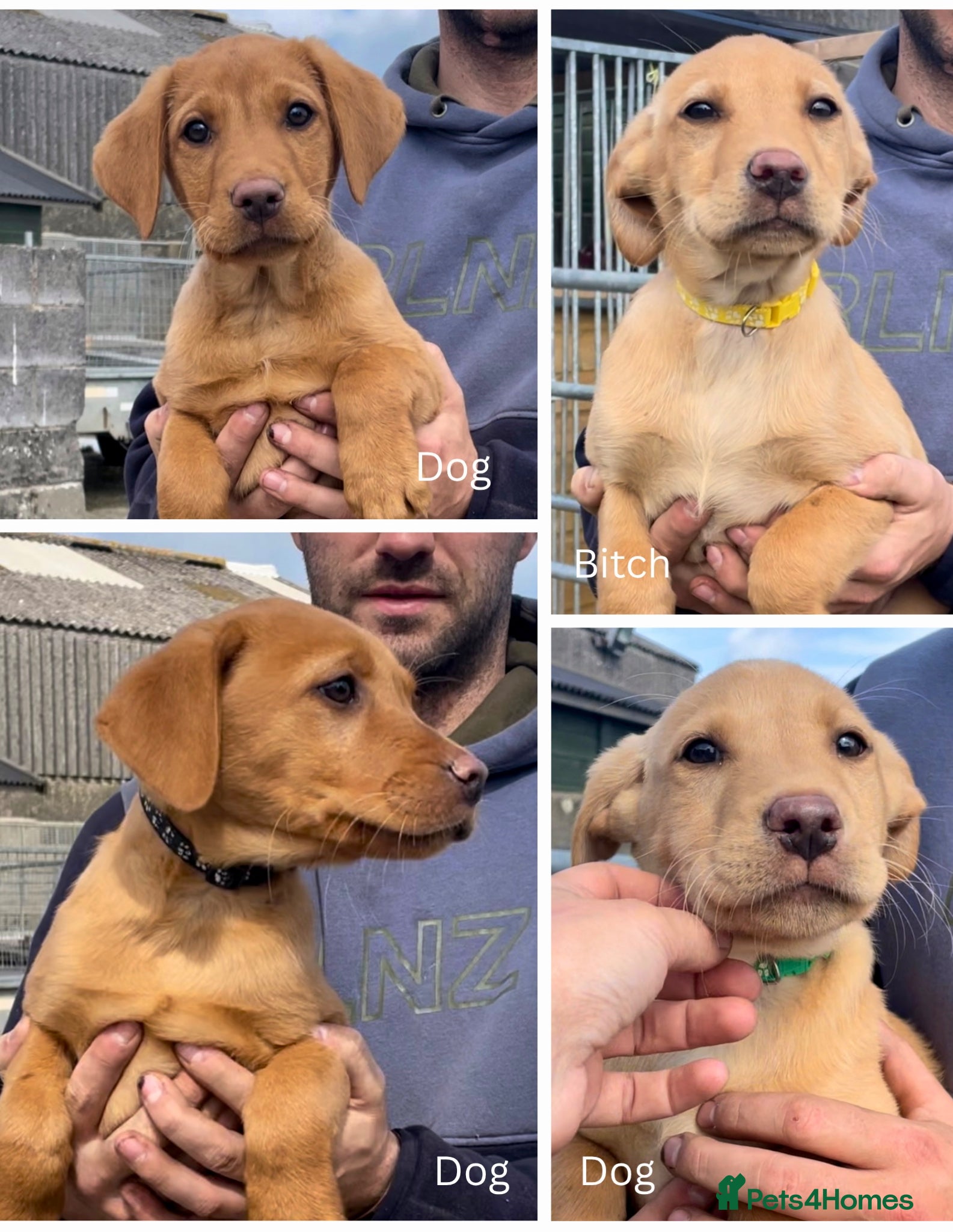 Labrador Retriever dogs 3 dogs available. KC Reg. Health Tested Parents.  - Advert 8