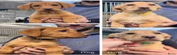 Labrador Retriever dogs for sale: 3 dogs available. KC Reg. Health Tested Parents.  - Advert 1