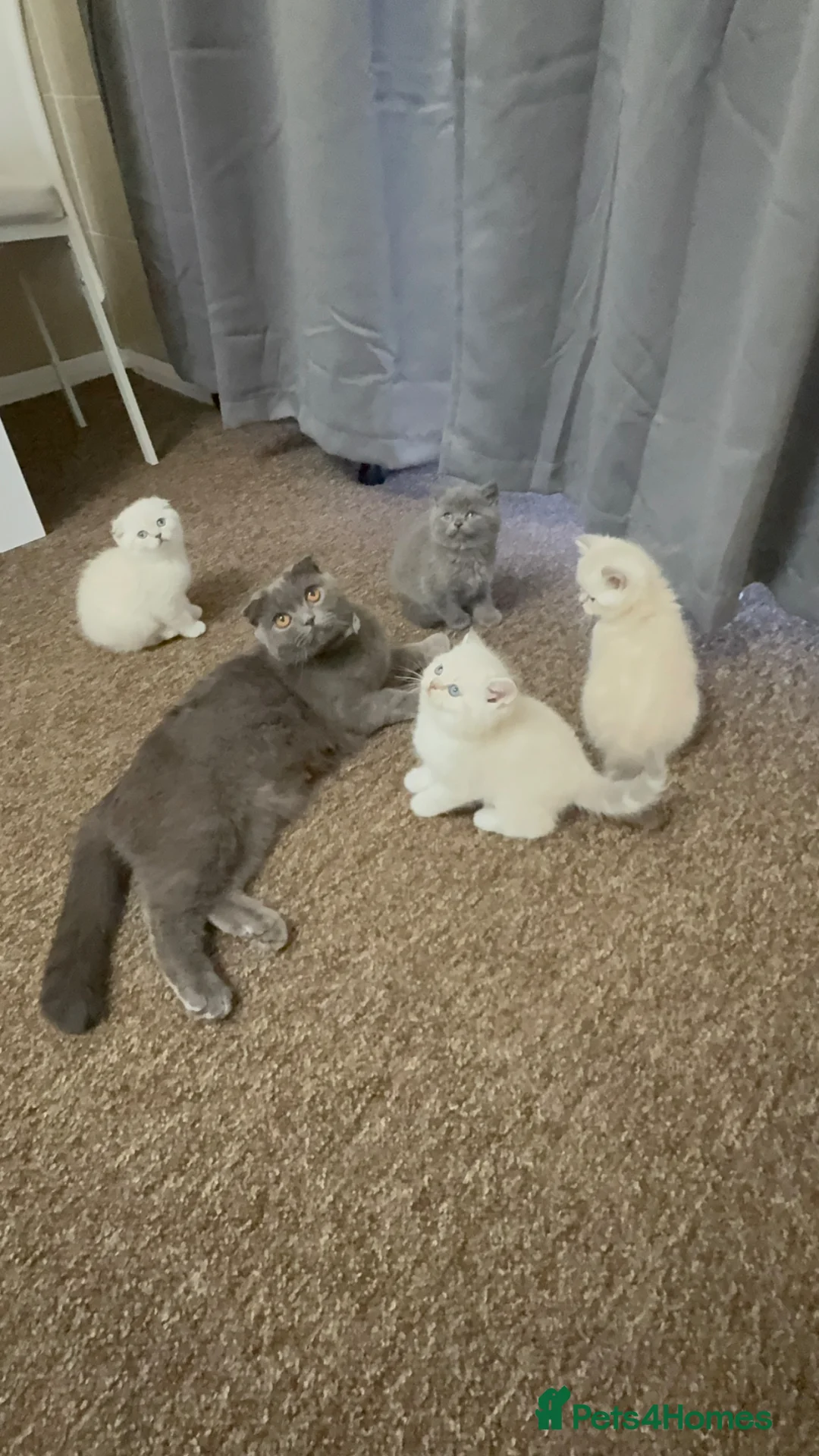 Scottish Fold cats for sale: Scottish Straight Kittens-Ready Now-2Boys 🩵 - Advert 2