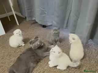 Scottish Fold cats Scottish fold / straight kittens - Advert 16