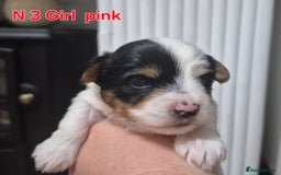 Biewer Terrier dogs for sale: Biewier terrier  - Image 10