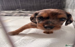 Dachshund dogs for sale: Dachshund puppies  - Image 3