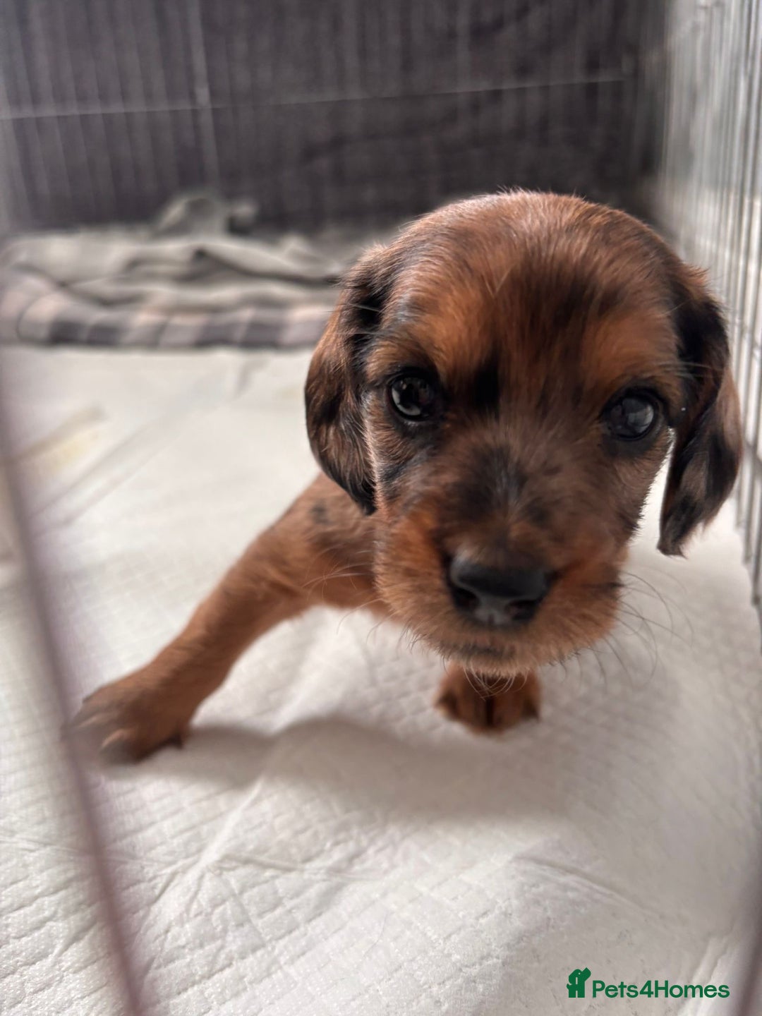 Dachshund dogs for sale: Dachshund puppies  - Image 3