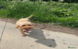 Cockapoo dogs for stud: F1 cockerpoo for Stud - Image 1