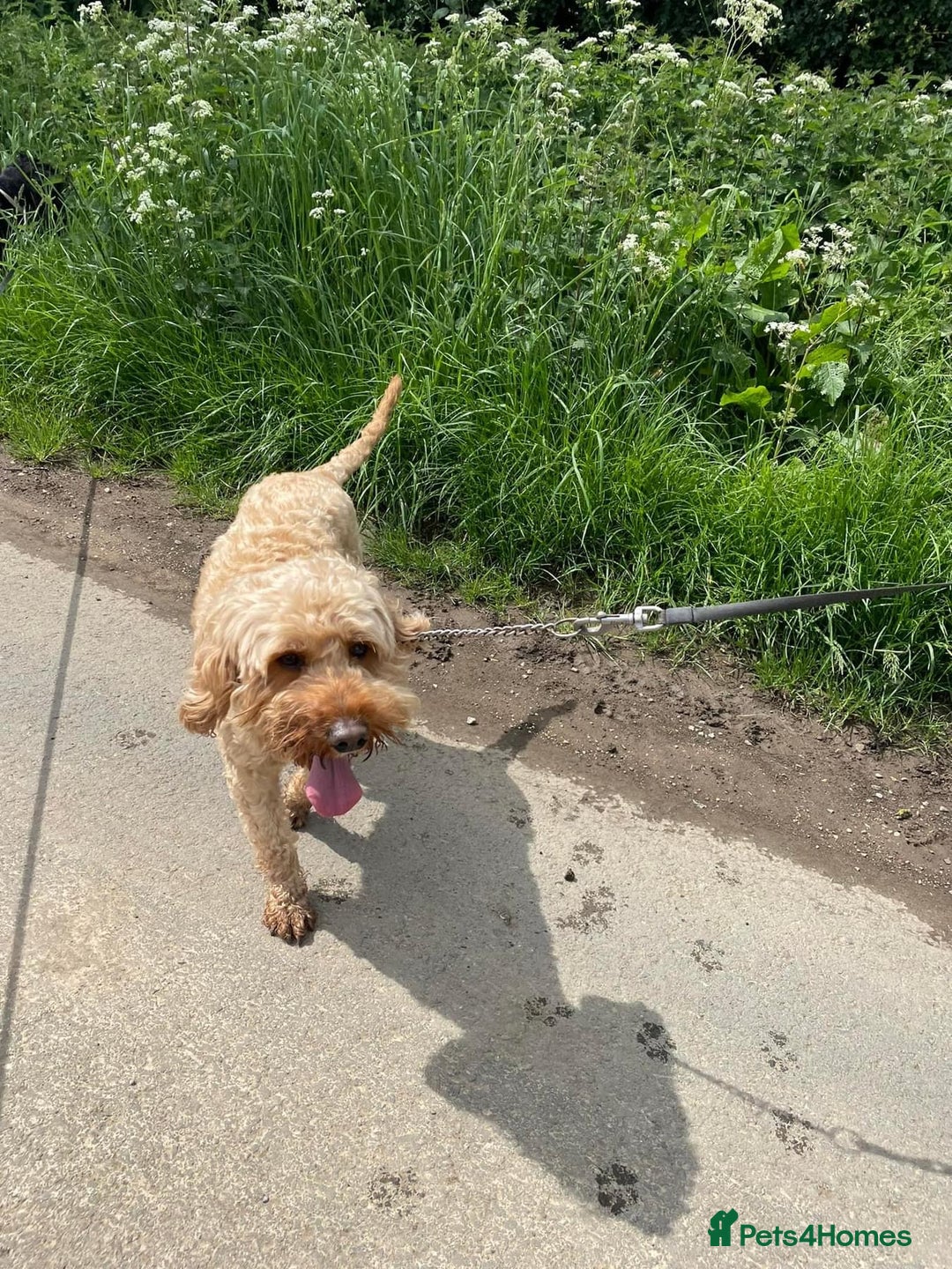 Cockapoo dogs for stud: F1 cockerpoo for Stud - Image 1