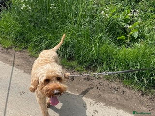 Cockapoo dogs - Advert 1