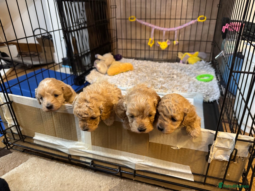 Cavapoo dogs for sale: Cavapoo Puppies - Advert 1