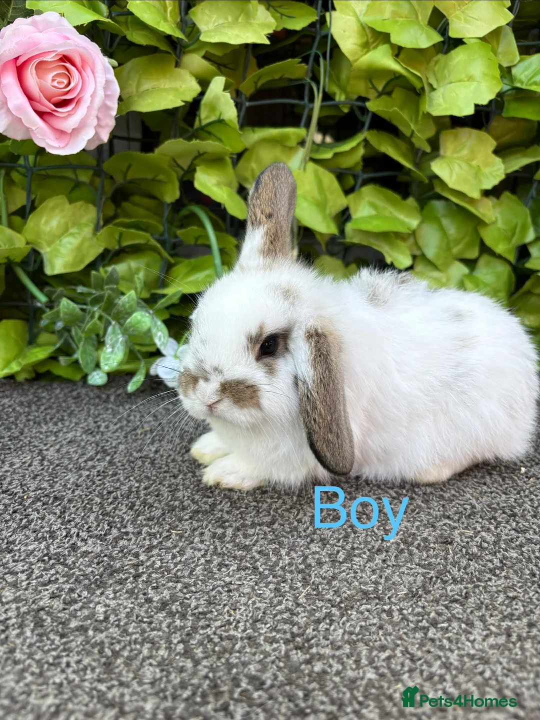 Mini Lop rabbits for sale: Adorable Mini Lop babies  - Advert 1