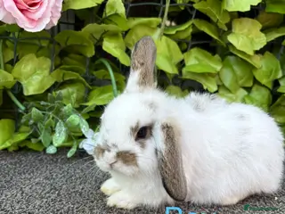 Mini Lop rabbits Adorable Mini Lop babies - Advert 16
