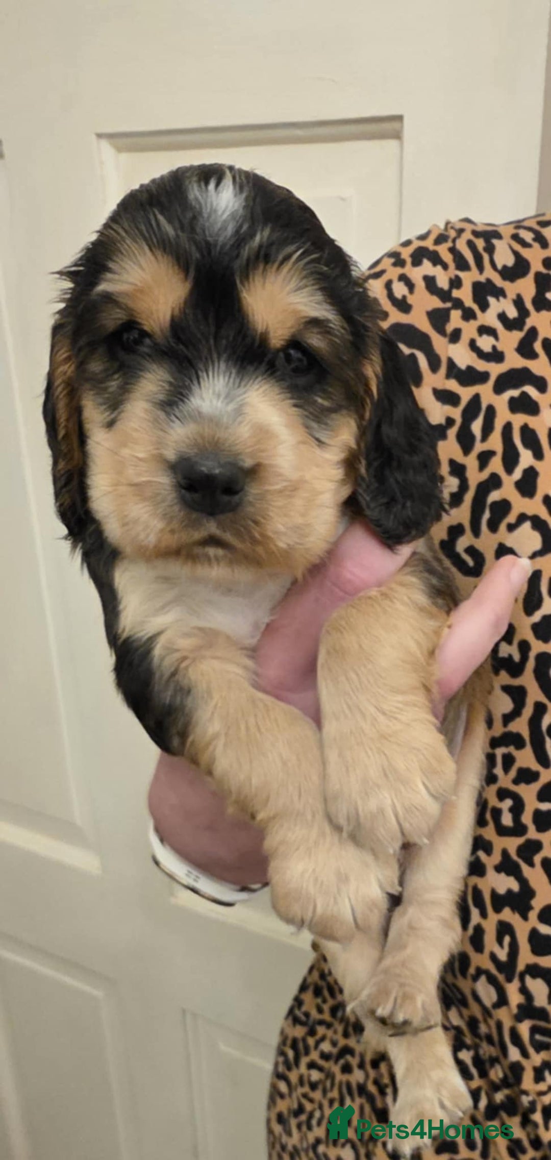 Sprocker dogs for sale: Beautiful litter of Sprockers - Advert 7