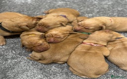 Labrador Retriever dogs for sale: Gorgeous KC Fox Red Labradors 🦊  - Image 6